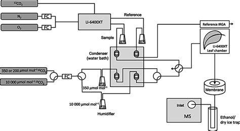 schematic diagram   gas exchange system     scientific diagram