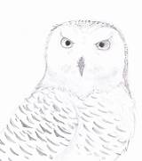 Owl Snowy Drawing Face Step Template Sketch Drawings Realistic Deviantart Pages Getdrawings Coloring Paintingvalley sketch template
