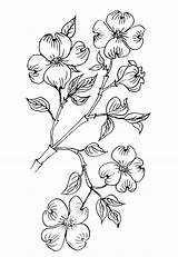 Dogwood Coloring Flower Pages Flowers Choose Board sketch template