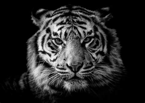 Fond D écran Visage Monochrome Portrait La Photographie Tigre