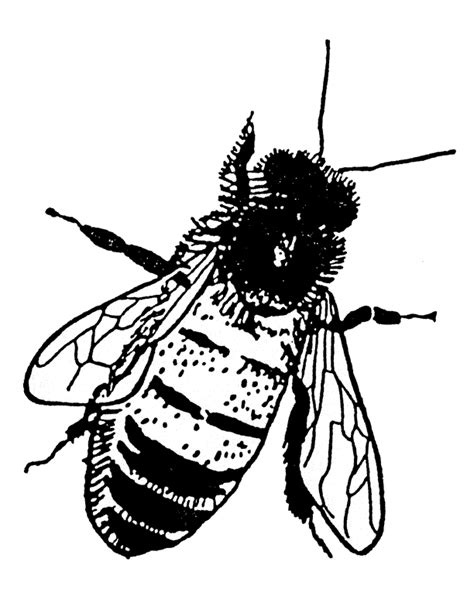 bee outline   bee outline png images  cliparts