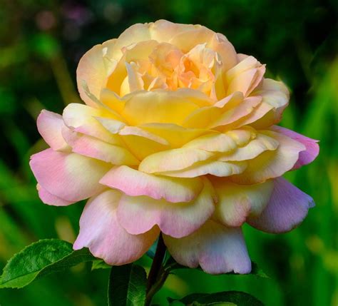 roses plant care  collection  varieties gardenorg