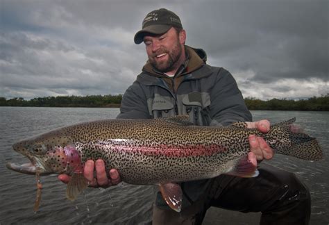 big rainbow trout  alaska west fly fishing  giant rainbows