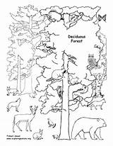 Forest Coloring Deciduous Animals Pages Tundra Rainforest Drawing Biome Trees Habitat Ecosystem Tropical Clipart Labeled Draw Biomes Animal Printable Habitats sketch template