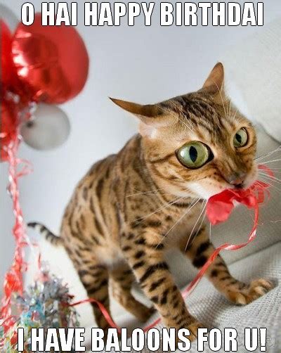 funny cat happy birthday wishes image