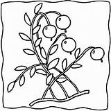 Cranberries Cranberry Ripe Coloring Pages sketch template