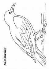 Crow Cuervo Americano Thirsty Dibujosonline sketch template