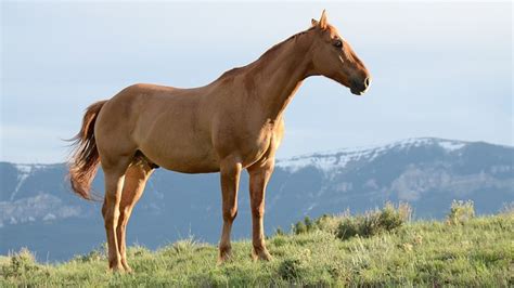 brown horse names    creative ride  animal hype