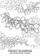 Coloring Pages Flower State Delaware Printable Color Clip Peach Drawing Blossom Flowers Supercoloring Blossoms Oklahoma Categories Adult Leaf Online Getcolorings sketch template
