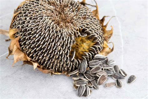 time  plant sunflower seeds storables