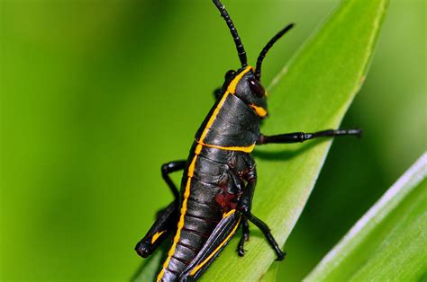 black grasshopper photograph  stephen bray