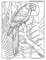 Coloring Pages Rainforest Birds Getcolorings sketch template