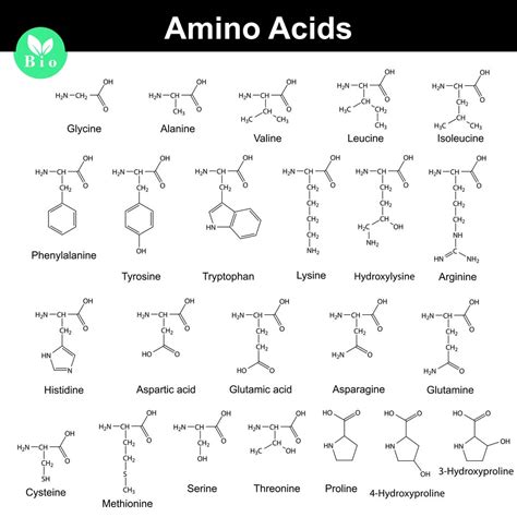 acides amines  musculation lesquels choisir toutelanutrition