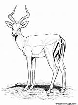 Antilope Coloriage Sauvage Craintif Antelope Animaux Sauvages Colorier sketch template