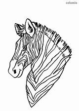 Zebra Coloring Head Cute Pages Animals sketch template