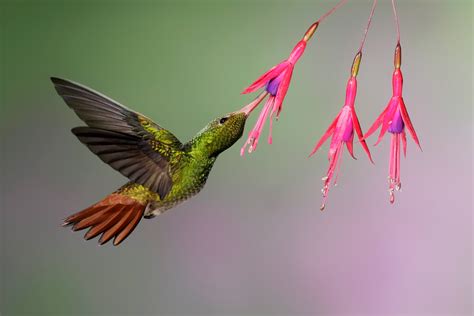 hummingbirds   colors    imagine wired