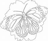 Coloring Butterfly Pages Monarch Printable Bing Detailed Unicorn Butterflies Print Kids Sheet Sheets Coloring99 Adult Adults Printables Popular Library Burgess sketch template