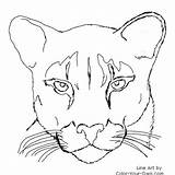 Panther Coloring Mountain Pages Puma Face Drawing Cougar Lion Drawings Florida Animal Color Easy Head Panthers Printable Print Outline Lions sketch template