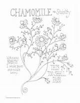 Chamomile Coloring Getdrawings Drawing sketch template