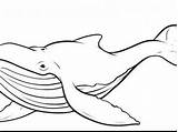 Whale Coloring Pages Drawing Adults Line Printable Humpback Getcolorings Color Print Getdrawings sketch template
