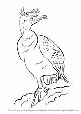 Cormorant Crested sketch template