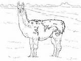 Llama Coloring Pages Realistic Alpaca Drawing Supercoloring Printable Colouring Animals Sketch Color sketch template