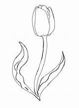 Coloring Tulip Pages Flower Printable Drawing Outline Kids Spring Color Print Tulips Flowers Step Template Beautiful Watering Dahlia Drawings Sheets sketch template
