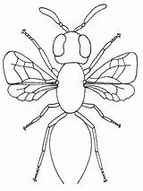 Bug Insect Insects Mewarnai Serangga Tubuh Anggota Katydid Lebah Onlycoloringpages sketch template