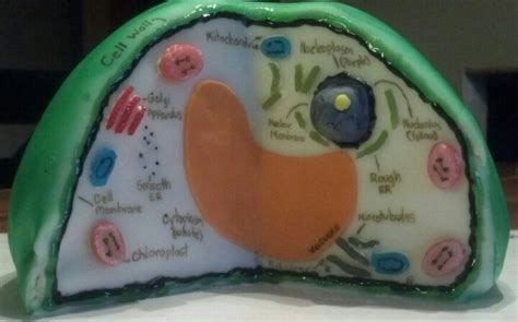 edible plant cell model science ideas pinterest plant cell model
