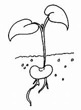 Seed Coloring Plant Sprout Seeds Pages Bean Sprouts Template Germination Colouring Planting Kids Printable Tree Sketch Da Gif Choose Board sketch template