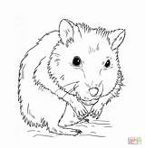 Coloring Hamster Pages Dwarf Printable Drawing sketch template
