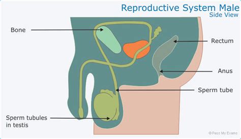 Sexual Reproduction Pass My Exams Easy Exam Revision