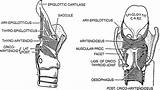 Larynx Muscles Intrinsic Laryngeal Phonation Mucosa Anatomy Yorku Ca Ii Part Right Journey sketch template