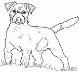Jack Russell Terrier Coloring Pages Color Dog Printable Russel Supercoloring Colorings Dogs Colouring Getdrawings Book Getcolorings Puppy Coloriage Categories sketch template