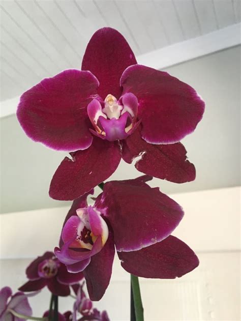 pin  danie  orchids orchids plants