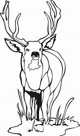 Deer Coloring Pages Printable Kids Dear sketch template