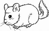 Mouse Coloring Pages Chinchilla Color Cute Mice Kids Dormouse Print Printable Colouring Baby Supercoloring Getcolorings Animal 2009 Original Bestcoloringpagesforkids Activities sketch template