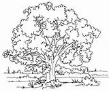 Coloring Pages Trees Branches Getcolorings sketch template