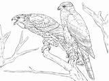 Coloring Pages Hawk Northern Goshawks Cooper Drawing Drawings Main Supercoloring 360px 48kb Birds Categories Skip sketch template