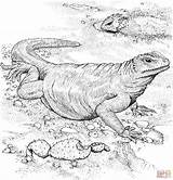 Komodo Drago Colorare Varan Disegno Coloriage Lizard Monitor Iguana Animaux Bubakids Enregistrée sketch template