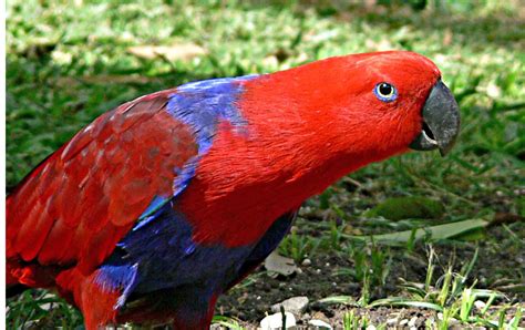 eclectus parrot solomon birds  val lees  glass