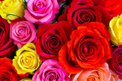 peachtree petals blog  color  roses  colors represent love