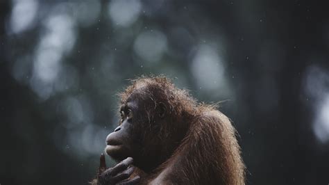 wallpaper orangutan borneo malaysia wildlife national geographic