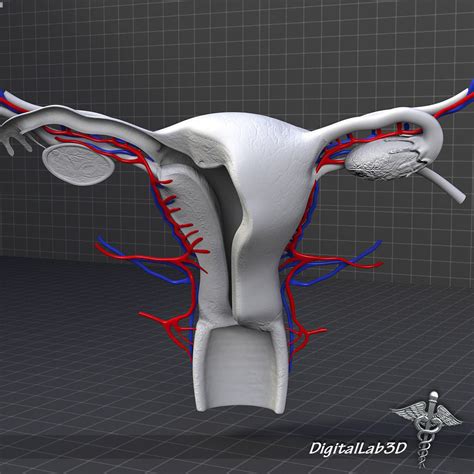 Human Female Reproductive System 3d Model Max Obj 3ds Fbx C4d Lwo