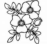 Coloring Poppies Rosella Designlooter Flowers Book Drawings sketch template