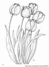 Flower Coloring Flowers Pages Tulip Drawing Draw Drawings Painting Para Clipart Flores Color Line Tulips Patterns Adult Pen Plantillas Realistic sketch template