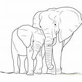 Elephant Baby Coloring Pages Mother Mommy Coloringpages101 Color Template Sketch sketch template
