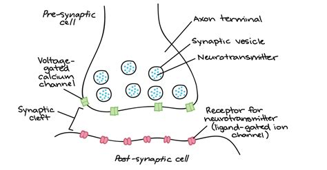 synapse  synaptic transmission medical lecture notes