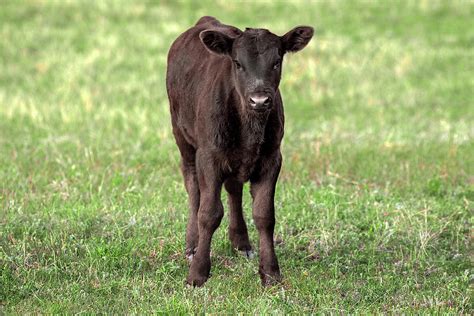 black angus calf photograph  todd klassy fine art america