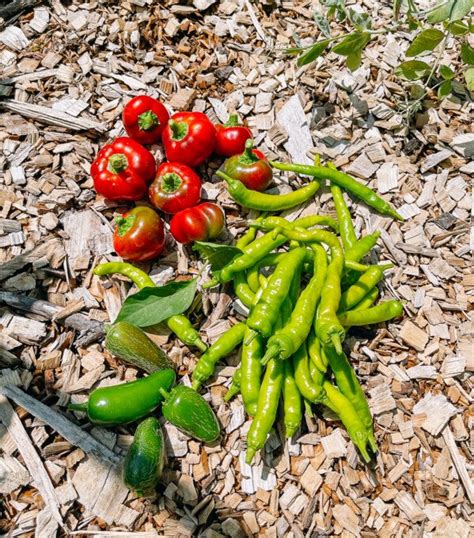 grow chili peppers  woks  life